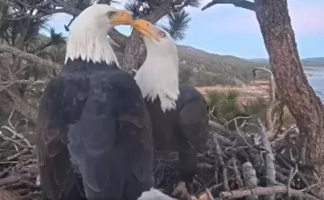 Big Bear Eagle Cam | San Bernardino County