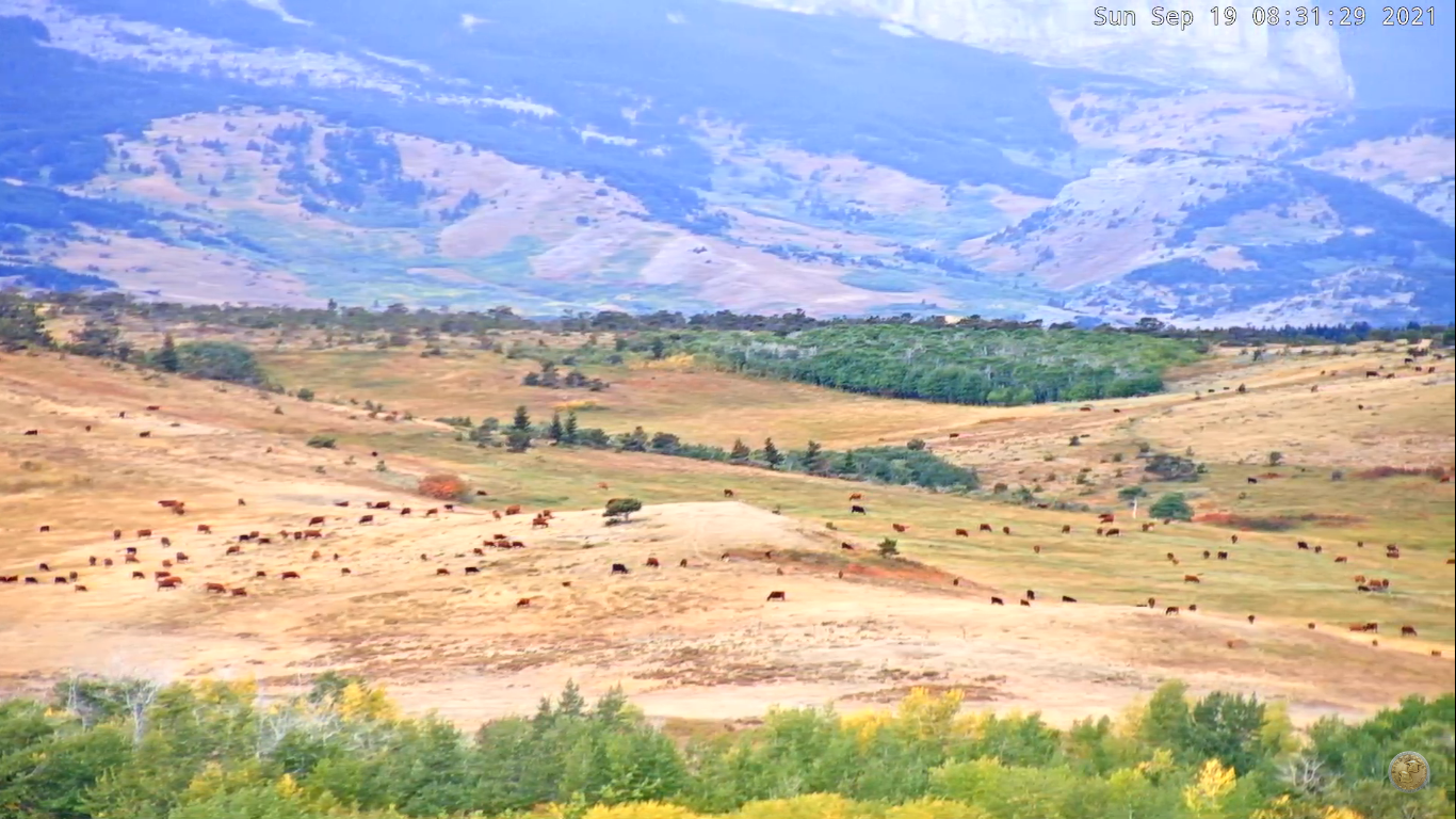 Montana Webcams Live Streaming in HD