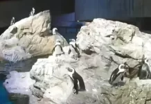 Boston Aquarium Live Webcam Of A Penguin Colony