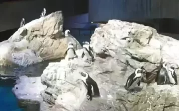 Boston Aquarium Live Webcam Of A Penguin Colony