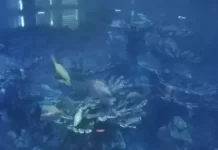 Aquarium Boston Live Webcam Giant Ocean Tank