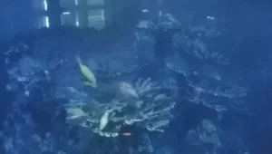 Aquarium Boston Live Webcam Giant Ocean Tank