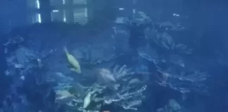 Aquarium Boston Live Webcam Giant Ocean Tank