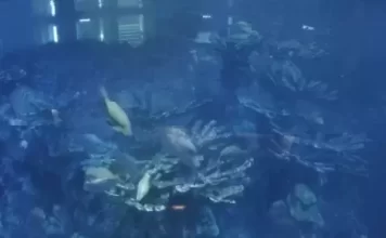 Aquarium Boston Live Webcam Giant Ocean Tank