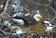 Minnesota Eagle Cam