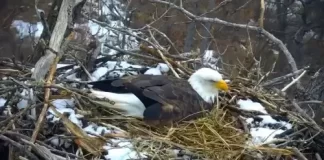 Minnesota Eagle Cam