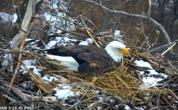 Minnesota Eagle Cam | Live Hd Video