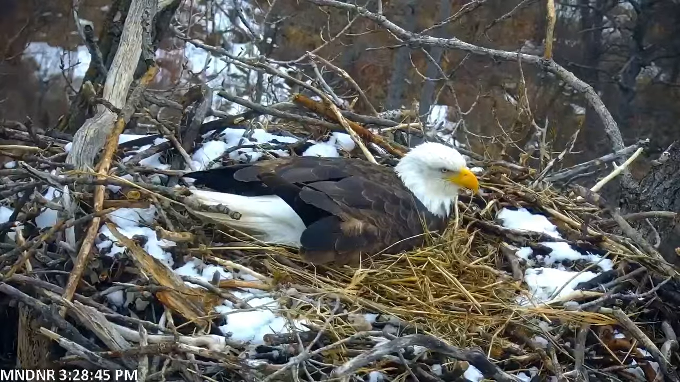 Minnesota Eagle Cam | Live HD Video