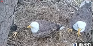 Berry College Eagle Cam