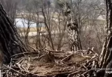 Decorah Eagle Cam