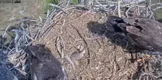 Southwest Florida Eagle Cam