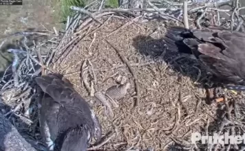 Southwest Florida Eagle Cam