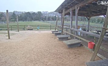 Llamas V Alpacas Live Webcam, Massachusetts