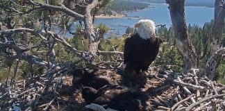 Big Bear Bald Eagle Cam