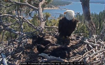 Big Bear Bald Eagle Cam