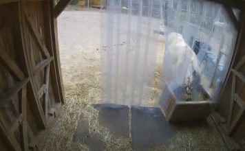 Donkey Vs Mule Live Webcam