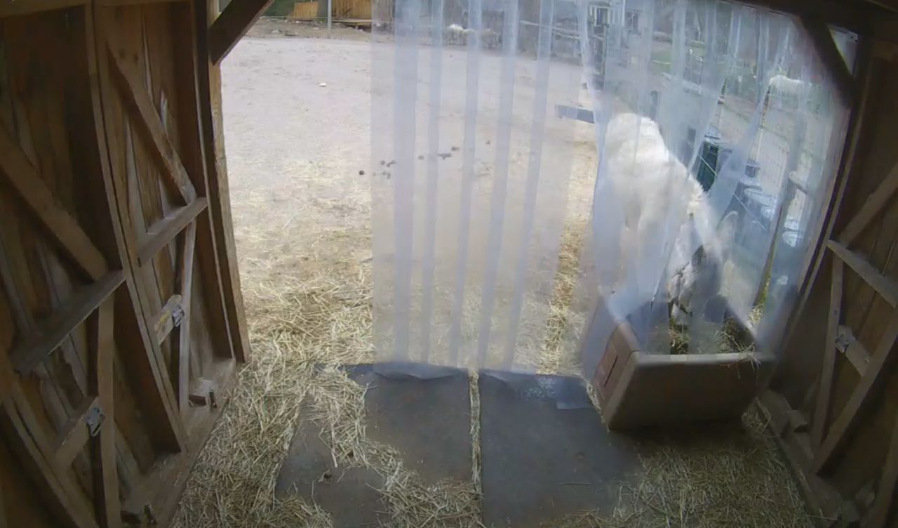 Donkey Live Webcam – Unity Sanctuary Farm Sherborn, MA