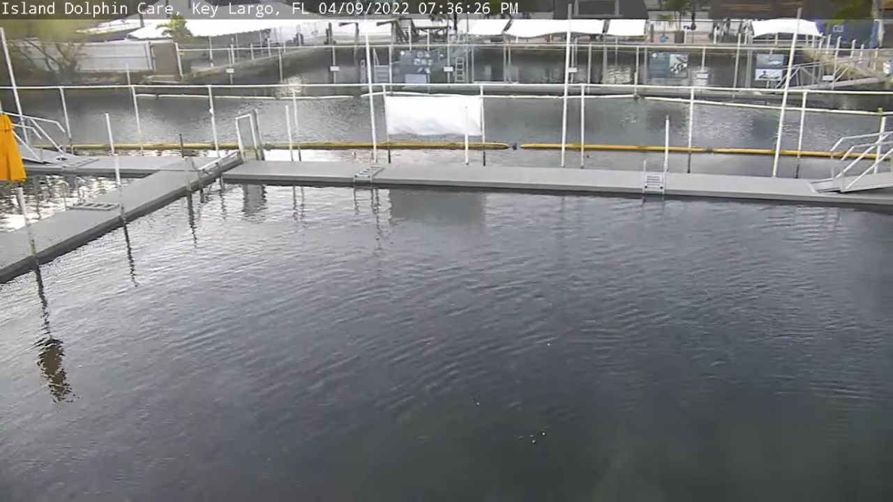 Island Dolphin Care Key Largo Live Webcam