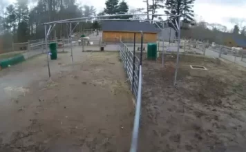 Fluffy Cow Live Webcams