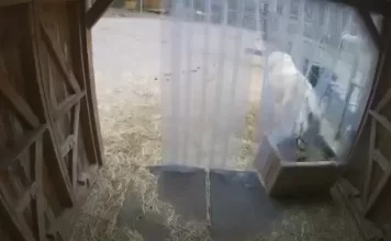 Donkey Vs Mule Live Webcam