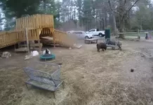 Fainting Goats Live Webcam