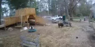 Fainting Goats Live Webcam
