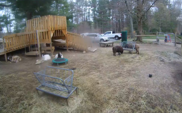 Unity Farm Sanctuary Live Webcams In Sherborn, Massachusetts