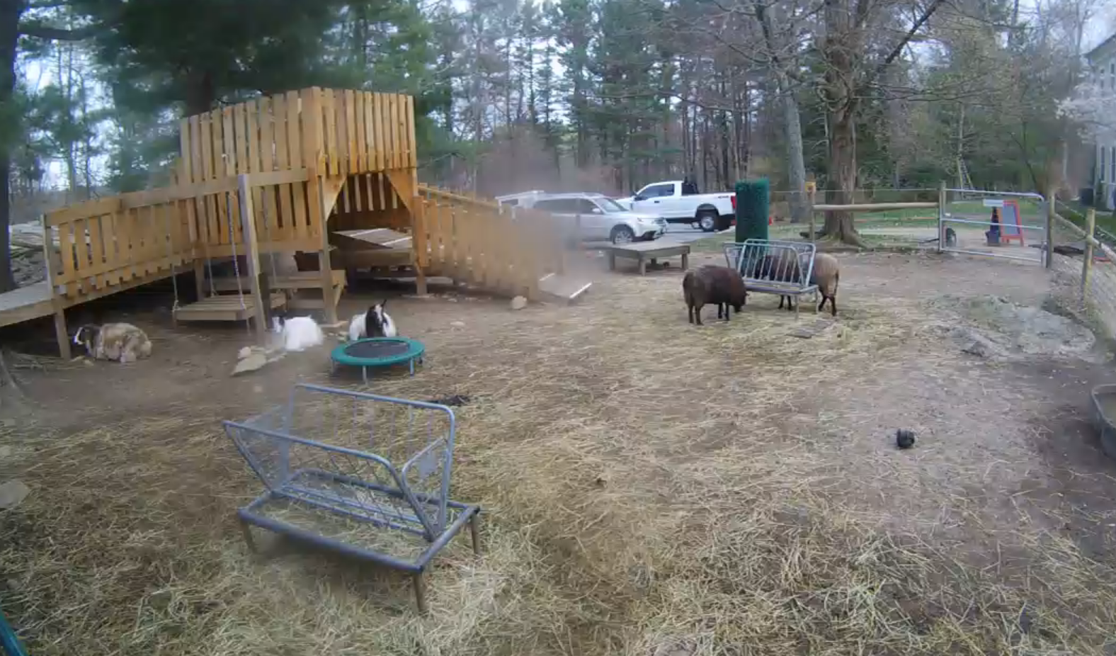 Unity Farm Sanctuary Live Webcams – Sherborn, MA