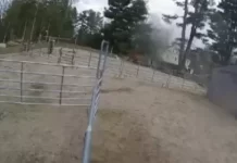 Horse Rescue Near Me Live Webcam