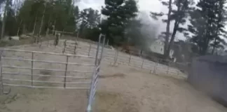 Horse Rescue Near Me Live Webcam