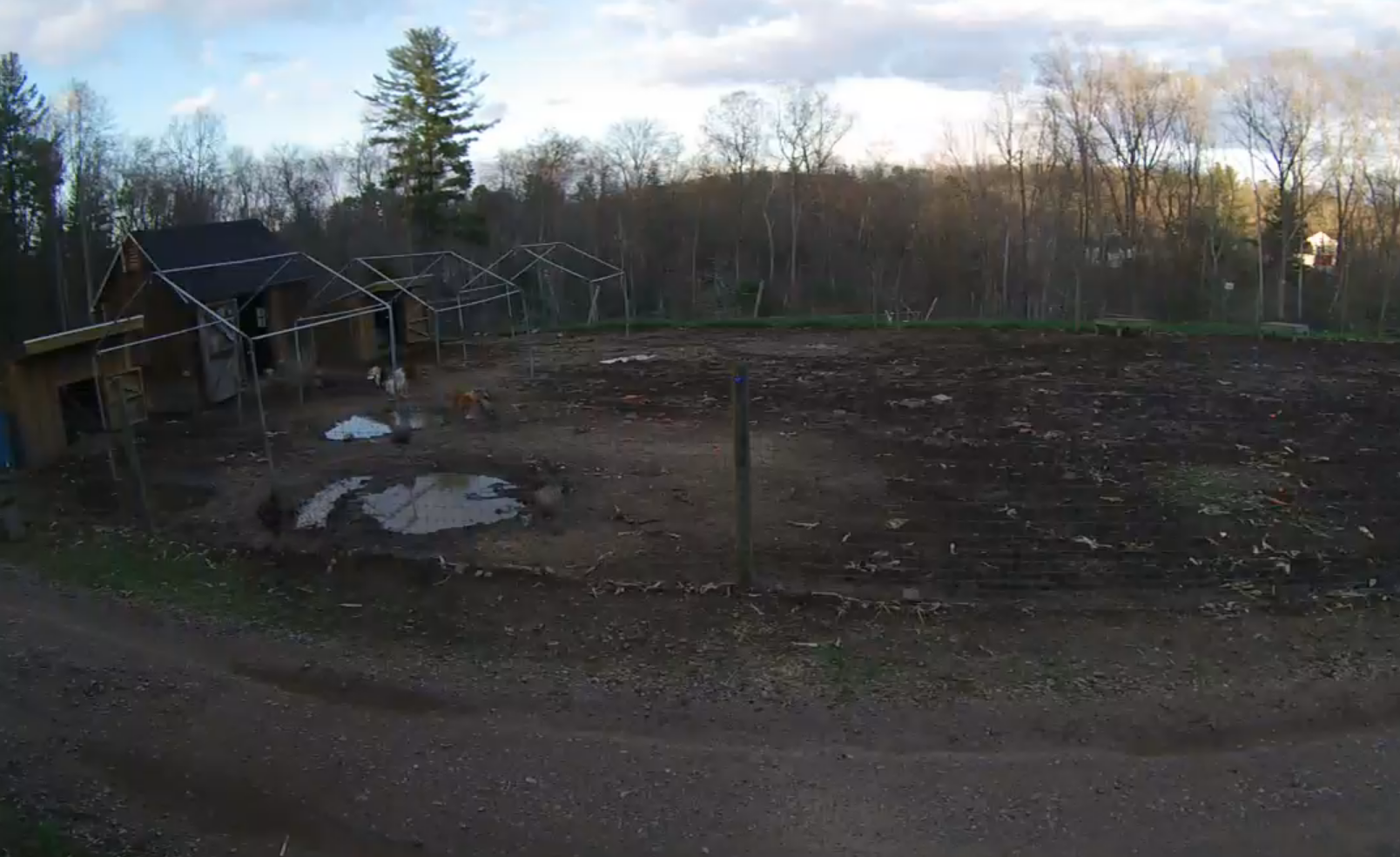 Pigs Live Webcam – Unity Sanctuary Farm – Sherborn, MA