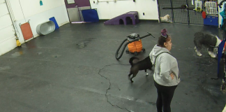 Barkzone Doggy Daycare Webcams In Beaverton, Oregon
