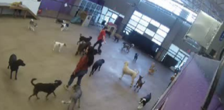 Barkzone Dog Boarding & Grooming Live Webcams Portland, Or
