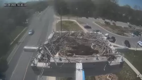 Severna Park, Maryland Live Webcam Osprey Nest