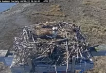 Hammonasset Beach State Park Webcam