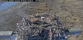 Hammonasset Beach State Park Webcam