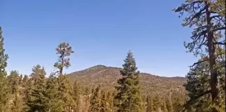 Big Bear Bald Eagle Cam