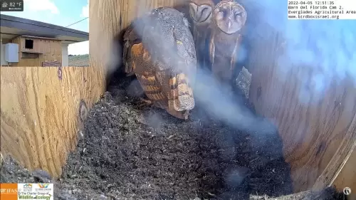 Barn Owl Live Webcam University of Florida
