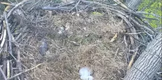 National Arboretum Eagle Cam