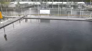 Island Dolphin Care Key Largo Live Webcam