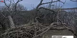 Arconic Eagle Cam