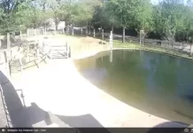 Memphis Zoo Webcams