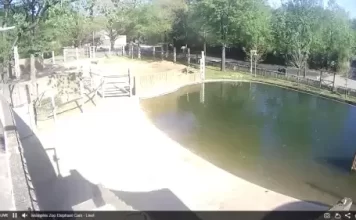 Memphis Zoo Webcams