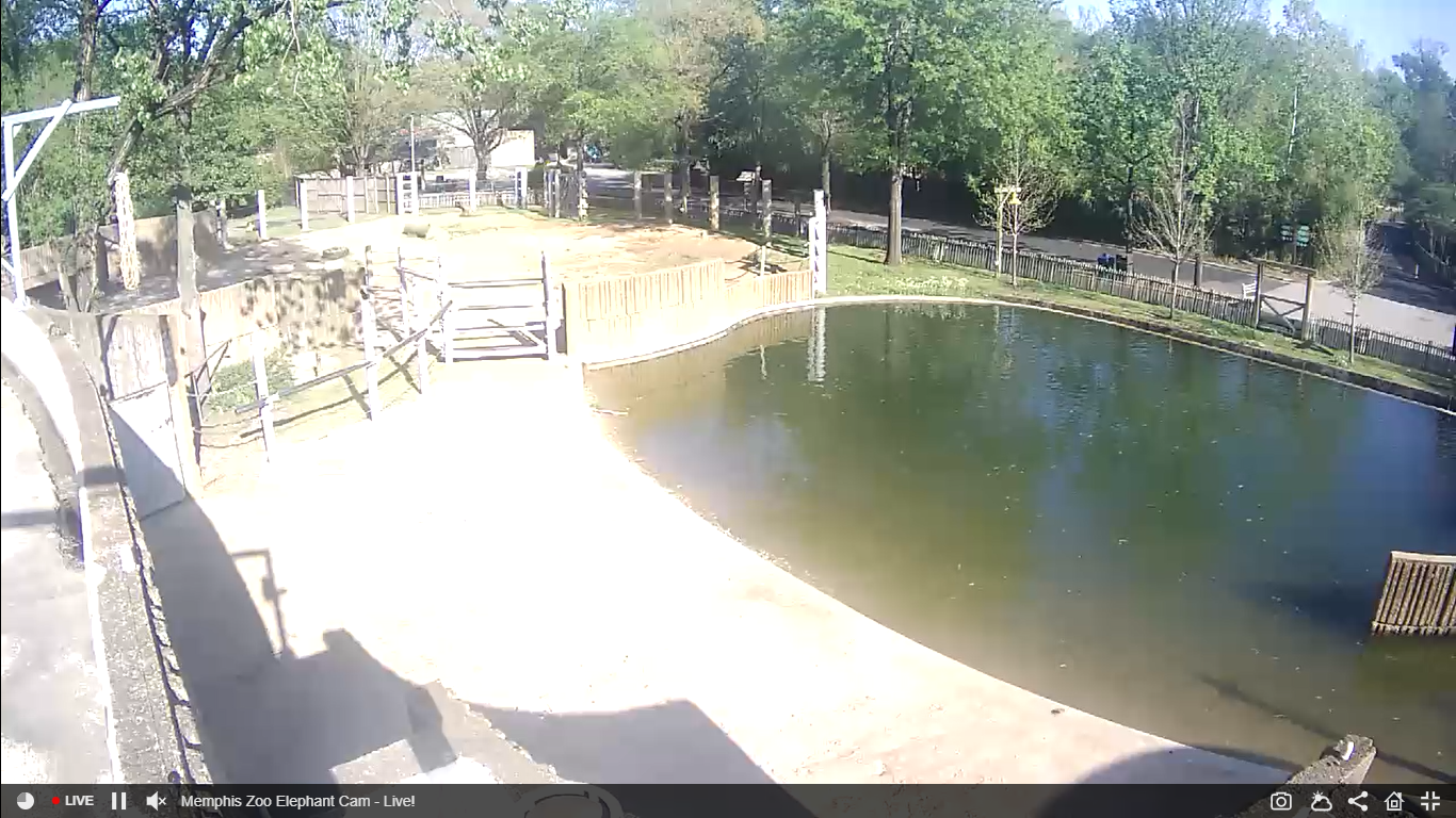 Memphis Zoo Webcams