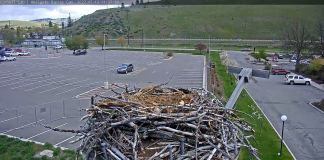 Hellgate Osprey Cam - Missoula, Montana | Live Video