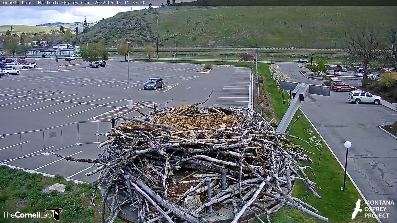 Hellgate Osprey Cam – Missoula, Montana | Live Video