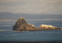 Piedras Blancas Rookery Live Webcam – San Simeon, California Piedras Blancas Rookery Live Webcam - San Simeon, California