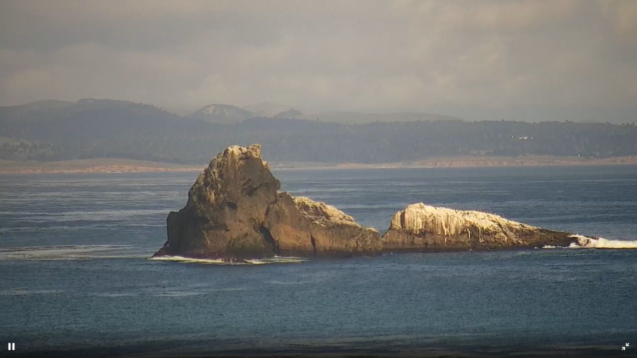 Piedras Blancas Rookery Live Webcam – San Simeon, California