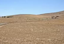 Antelope Valley Poppy Reserve Live Webcam New