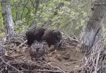 Hays Eagle Cam, Pittsburgh New